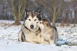 ALASKAN MALAMUTE 327